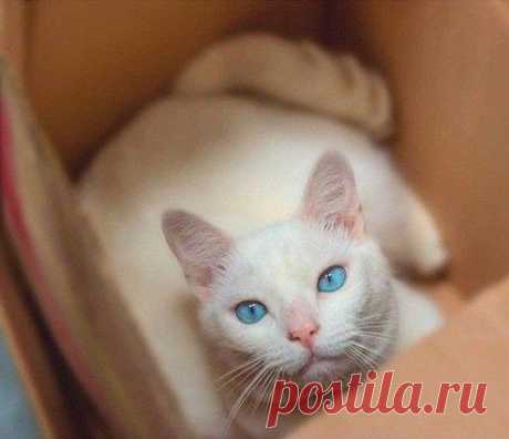 Котизм