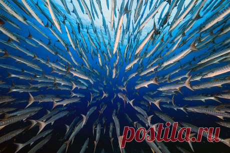 Победители конкурса BigPicture Natural World Photography 2021 Сегодня будет очень красивая подборка, на этот раз с ежегодного конкурса BigPicture Natural World Photography, который представляет Калифорнийская академия наук и показывает богатое разнообразие жизни...
