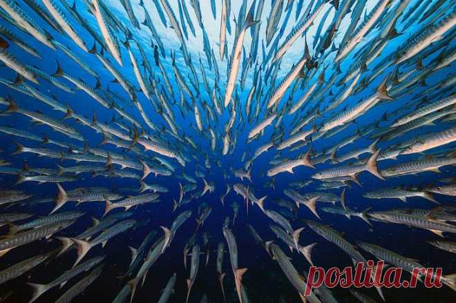 Победители конкурса BigPicture Natural World Photography 2021 Сегодня будет очень красивая подборка, на этот раз с ежегодного конкурса BigPicture Natural World Photography, который представляет Калифорнийская академия наук и показывает богатое разнообразие жизни...