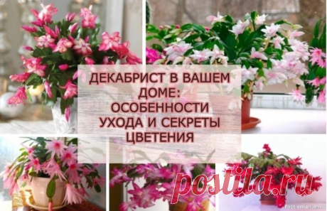 Декабрист в Вашем доме: особенности ухода и секреты цветения Трудно поверить, но в природе существуют кактусы, которые любят воду, боятся солнца и не имеют колючек, и называются они декабристами, или шлюмбергерами, или зигокактусами. Относятся они к роду южноамериканских эпифитных кактусов, растущих в тропических лесах на ветвях деревьев.Почему их...