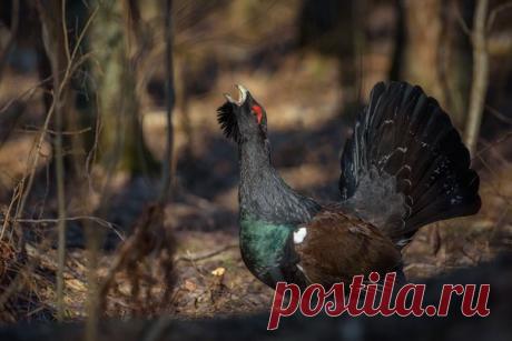 Песня о любви. Автор фото – Игорь Зубков: nat-geo.ru/photo/user/48093/