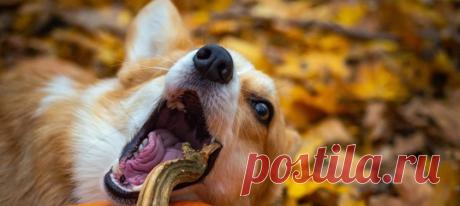 В неолите человеческая диета была основана в первую очередь на овощах, и эта же участь ждала прирученных животных: собакам доставались травы и злаки. Этот вывод сделан на основе анализа останков 36 захороненных собак, которые жили между 1300 и 550 годами до нашей эры.