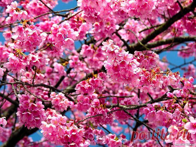 Очень люблю цветение сакуры - это нечто очаровательное и нежное