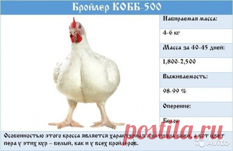 Всё о бройлерах кобб 500. 

Начнем с характеристики кур кобб 500. От других пород она отличает естественный желтый цвет кожи, что пользуется неизменным спросом у потребителей. Птица достаточно неприхотлива, не нуждается в специализированном дорогом уходе или дорогостоящих кормах, при этом забой можно производить в месяц-полтора, что делает разведение бройлеров чрезвычайно рентабельным предприятием.

Куры кросса кобб 500 отличаются массивностью телосложения, большими крепки...