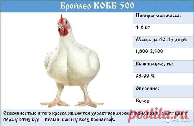 Всё о бройлерах кобб 500. 

Начнем с характеристики кур кобб 500. От других пород она отличает естественный желтый цвет кожи, что пользуется неизменным спросом у потребителей. Птица достаточно неприхотлива, не нуждается в специализированном дорогом уходе или дорогостоящих кормах, при этом забой можно производить в месяц-полтора, что делает разведение бройлеров чрезвычайно рентабельным предприятием.

Куры кросса кобб 500 отличаются массивностью телосложения, большими крепки...