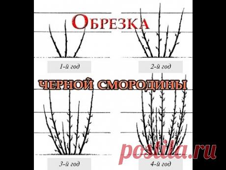 Как правильно обрезать черную смородину
