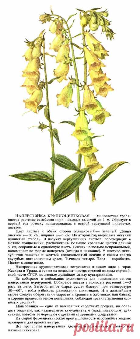 Наперстянка крупноцветковая