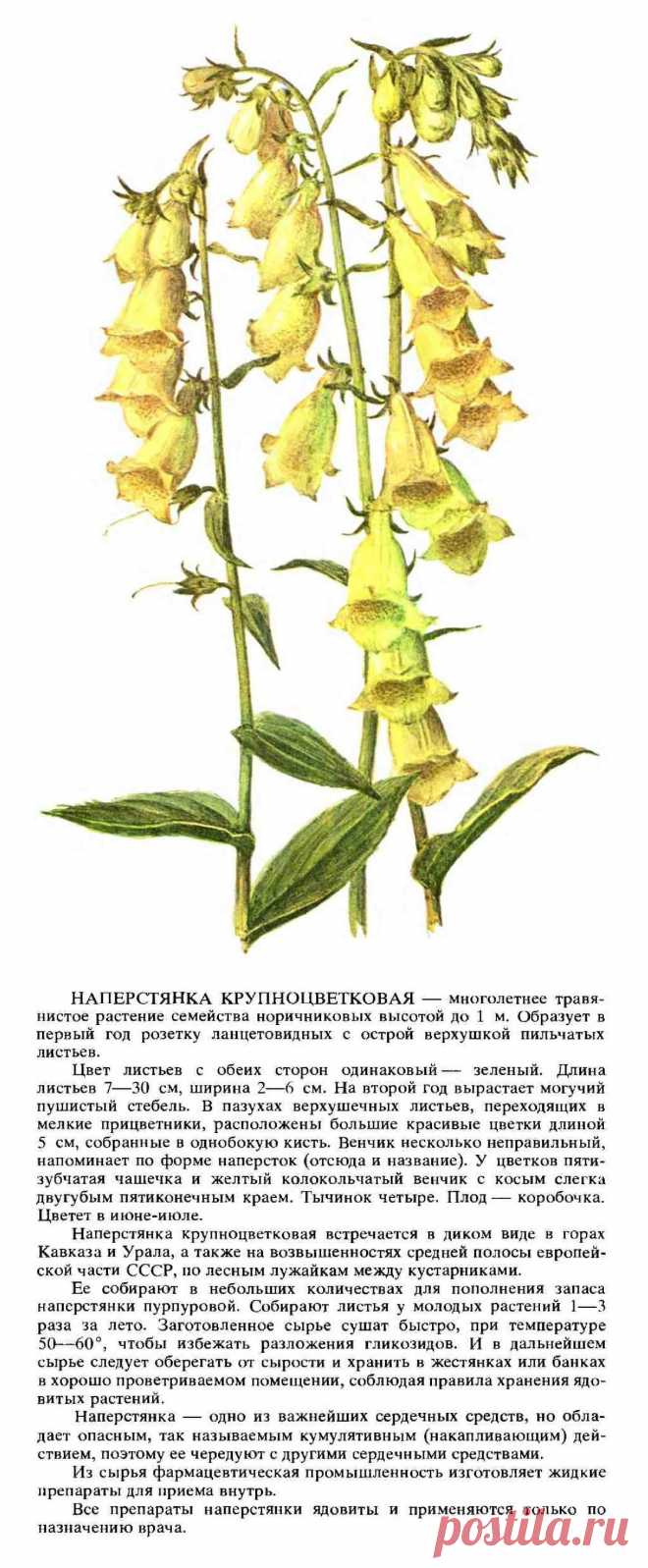 Наперстянка крупноцветковая
