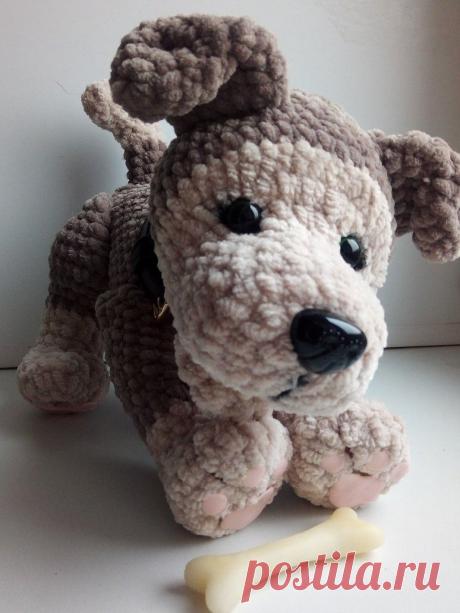 Новичкам привет: дружелюбная амигуру-собака