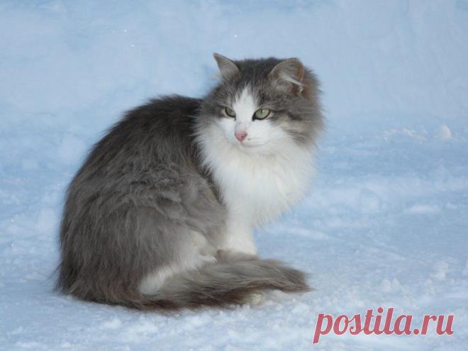 встречные коты / Поиск по тегам / CATFOTO.COM фотографии кошек и котят, дикие кошки, блоги любителей кошек