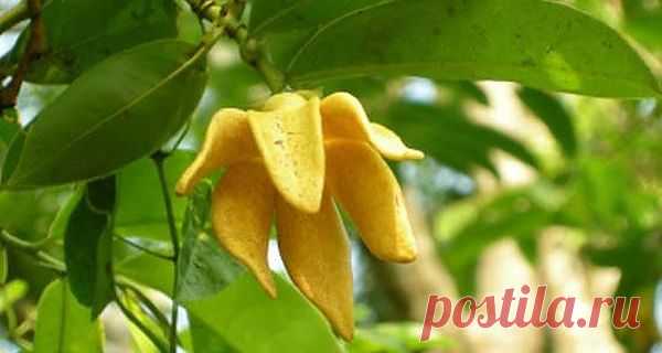 Масло для волос иланг иланг - здоровье волосам