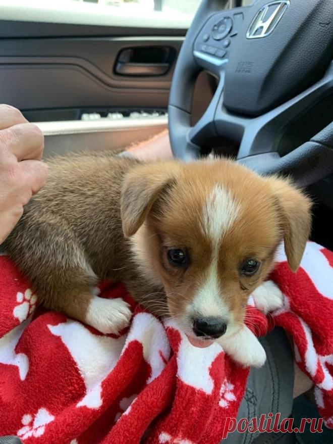 Щенки, способные покорить ваше сердце за долю секунды