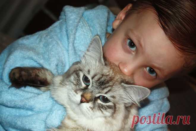 Невский маскарадный котик из питомника Формула Успеха, Айс