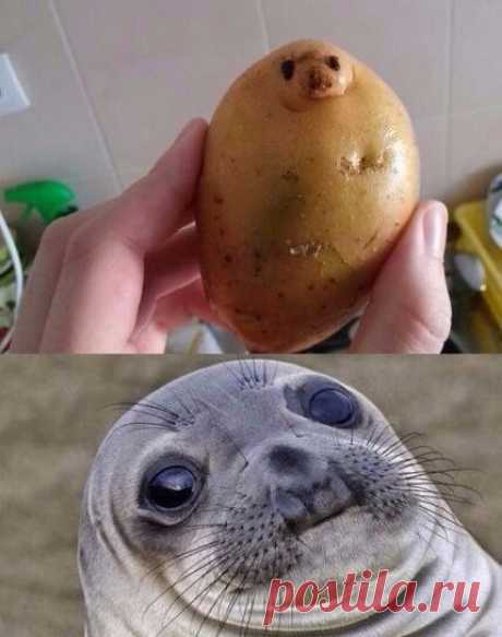 Этот взгляд у картошки