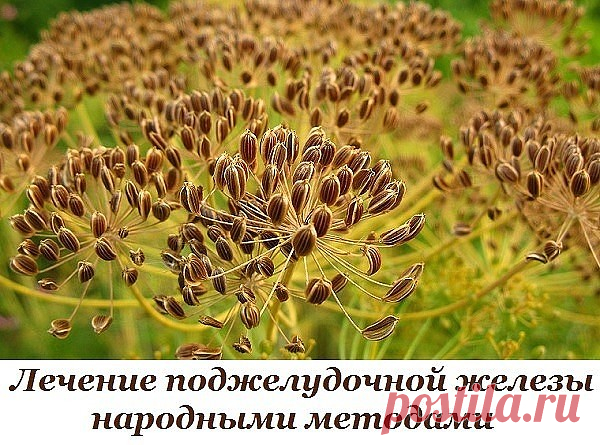 Лечение поджелудочной железы народными методами. То, чего не расскажет ни один врач!

Поджелудочная железа — один из важных внутренних органов человеческого тела, который отвечает за наше пищеварение. Сбой в работе поджелудочной чреват осложнениями и целым рядом заболеваний, таких как панкреатит или сахарный диабет. К счастью, есть прекрасные народные средства, которые помогают лечить этот орган не хуже лекарств. Если у тебя есть проблемы с этим важнейшим органом — наша статья для тебя!