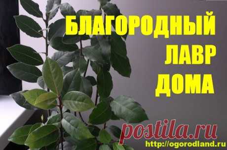 Лавр благородный. Выращивание и лечебные свойства