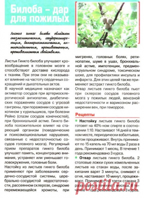 Гинкго билоба - дар для пожилых