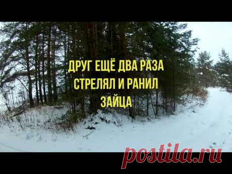 охота на зайца беляка троплением.заяц дачник