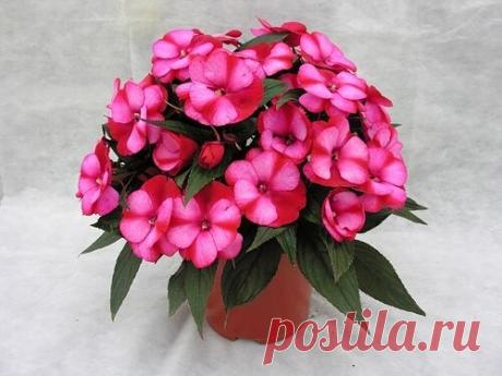 БАЛЬЗАМИН  
 УХОД.
Бальзамин — светолюбивое растение, но летом необходимо притенять от прямых солнечных лучей. Больше всего ему подходят южные и западные окна. Бальзамин будет расти и в полутенистых местах, но тогда кустики будут более долговязыми, а цветение — менее обильным.Бальзамин — теплолюбивое растение, летом оптимальная температура для него 20-22°С,а зимой не ниже 15°С.Бальзамин любит умеренную влажность воздуха. При температуре выше 20°С нуждается в опрыскивании д...