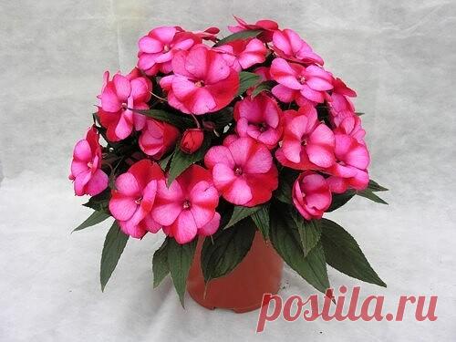 БАЛЬЗАМИН  
 УХОД.
Бальзамин — светолюбивое растение, но летом необходимо притенять от прямых солнечных лучей. Больше всего ему подходят южные и западные окна. Бальзамин будет расти и в полутенистых местах, но тогда кустики будут более долговязыми, а цветение — менее обильным.Бальзамин — теплолюбивое растение, летом оптимальная температура для него 20-22°С,а зимой не ниже 15°С.Бальзамин любит умеренную влажность воздуха. При температуре выше 20°С нуждается в опрыскивании д...