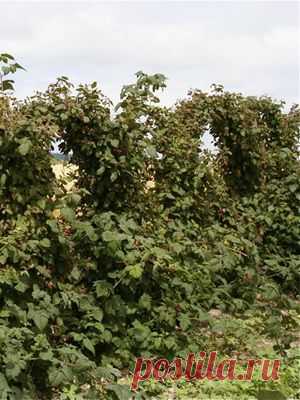 Выращивание ягоды ежевика: посадка и уход на видео, описание обрезки