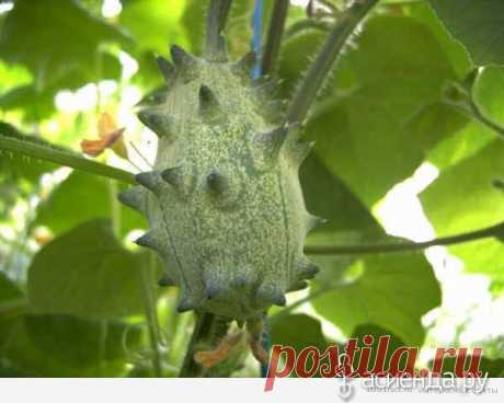 Экзотический фрукт - дыня Кивано: Группа Наши грядки