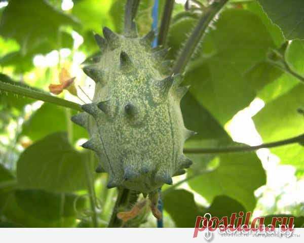 Экзотический фрукт - дыня Кивано: Группа Наши грядки