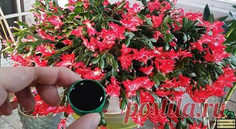 Подлейте 1 колпачок удобрения под декабрист. Он будет обильно цвести с декабря по май Важная подкормка, которая заставляет декабрист пышно цвести.