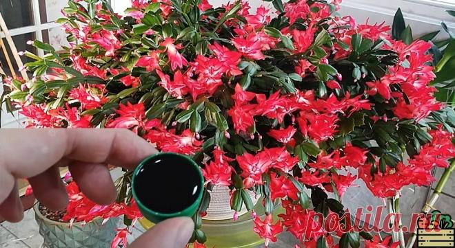 Подлейте 1 колпачок удобрения под декабрист. Он будет обильно цвести с декабря по май Важная подкормка, которая заставляет декабрист пышно цвести.