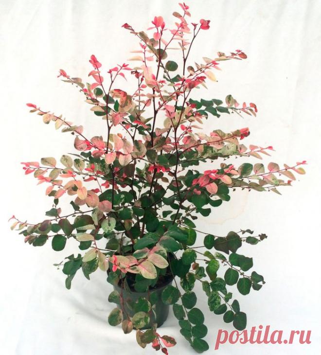 Брейния снежная