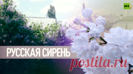 «Мировой шедевр»: как советский автомеханик Леонид Колесников создал феномен русской сирени. В мае парки и скверы российских городов традиционно окрашиваются в пышные фиолетовые, розовые и белые тона, наполняя воздух густым ароматом. Привычная многим сирень — это не только весенний кустарник, но и настоящее достояние. RT побывал в Ботаническом саду МГУ им. Ломоносова, где собрана одна из крупнейших в стране коллекций русской и зарубежной сирени, выяснил, как создавался этот музей под открытым…