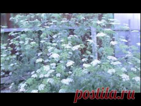 #Житиё_Моё Эпизод 2. Что такое калым? и зачем его дают