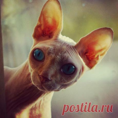 Мама ты меня звала?