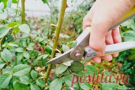 Дачникам. Осенняя обрезка роз  Осенняя обрезка роз: как добиться роскошного цветения в следующем сезоне.Роза по праву считается королевой цветов, и чтобы она радовала вас пышным цветением каждый год, важно правильно подготовить её к зиме. Ключевой этап подготовки — грамотная осенняя обрезка. 📅 Когда...