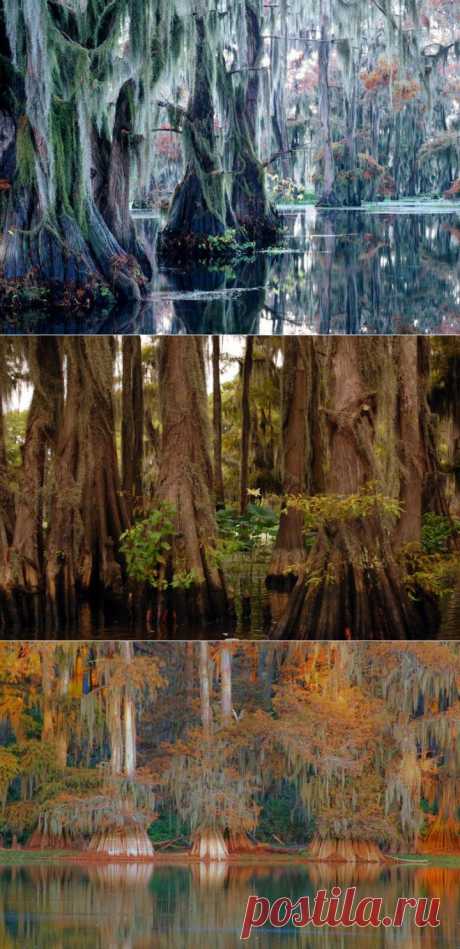 Удивительное озеро сказочных кипарисов! | НАУКА И ЖИЗНЬ