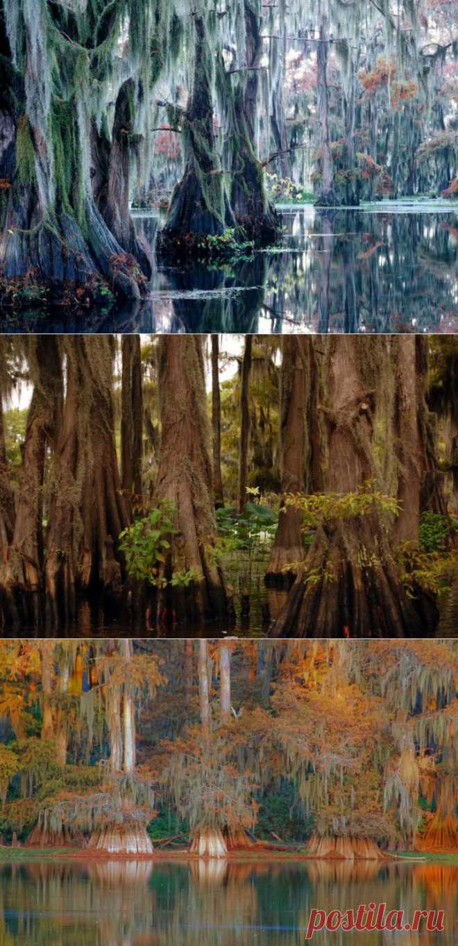 Удивительное озеро сказочных кипарисов! | НАУКА И ЖИЗНЬ