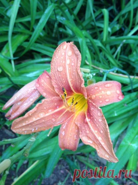 Я люблю ✿ ЦВЕТЫ ✿ | I ♥ Flowers