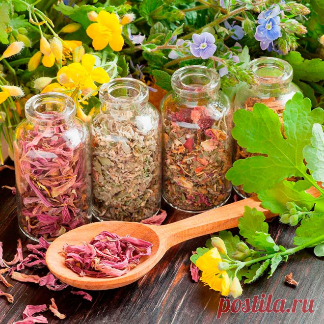 Работа с лекарственными растениями. Сбор лекарственных растений определяется в первую очередь степенью зрелости требуемых частей растения. Так, например, одни корни выкапывают до или во время "пробуждения" растения, тогда как другие - осенью, когда его сила концентрируется в корнях. Если же нам нужна трава, то есть листья и стебли, то предпочтительны молодые, свежие растения.