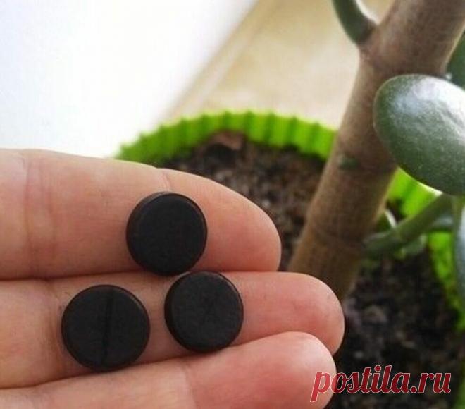 Каждый год подкармливаю комнатные цветы Активированным углем - результат Впечатляющий. Рассказываю как все сделать Правильно | Все о цветоводстве | Яндекс Дзен