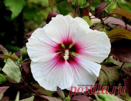 ГИБИСКУСЫ ТРАВЯНИСТЫЕ(КОРНИ)..на ОСЕНЬ 2016 г . Раздел будет пополнятся до середины августа . - № 0-37