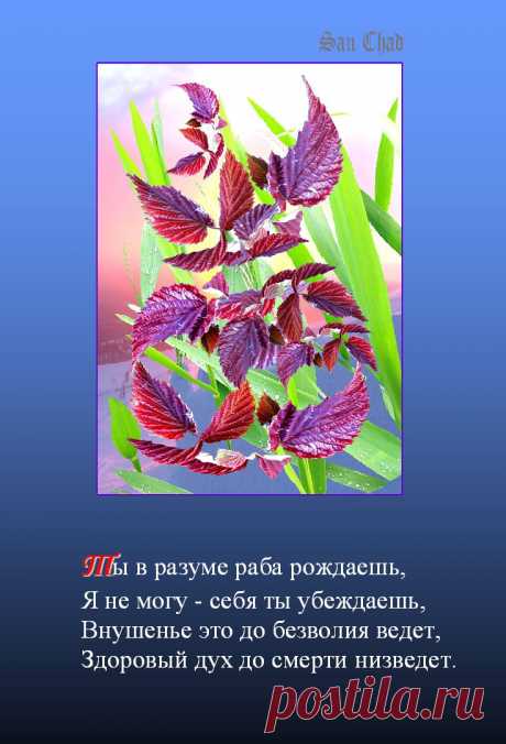 Софиты Сан Чада