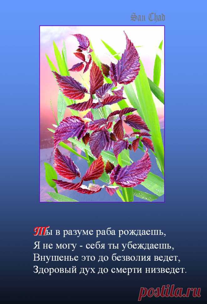 Софиты Сан Чада