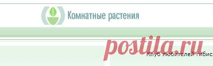 Актара и паутинный клещ - Все о комнатных растениях на flowersweb.info