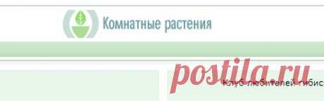 Актара и паутинный клещ - Все о комнатных растениях на flowersweb.info