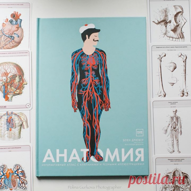 Мы все молчим, молчим. Вы все ждете и ждете. А ведь она пришла! Наша долгожданная, изумительная и прекрасная "Анатомия" снова в наличии! Это не просто книга, а иллюстрированный атлас по анатомии. В доступной, наглядной и увлекательной форме он рассказывает об устройстве человеческого тела и работе всех систем организма. Иллюстрации в книге выполнены с помощью лазерной резки. Когда страницы наложены друг на друга, мы видим полную картину строения человеческого тела. Когда листаем…