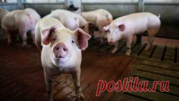 Казахстан с 22 мая разрешил ввоз свинины из 33 регионов России