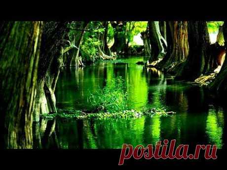 ☽ Beautiful Night Sounds: Frogs, Birds, Cicadas, Owls - YouTube