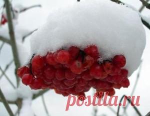 Вкусное и полезное вино из калины