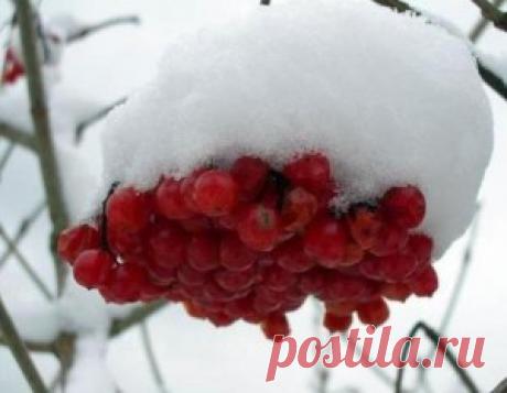 Вкусное и полезное вино из калины