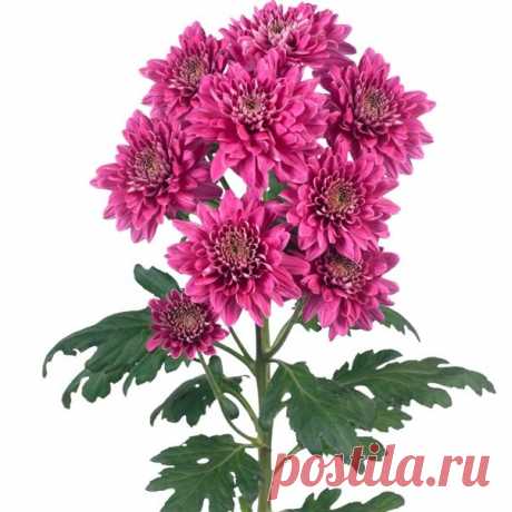 Кустовые хризантемы и их фото: сорта, посадка и уход за растениями